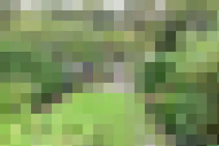 Stam 23 Huizen foto 2