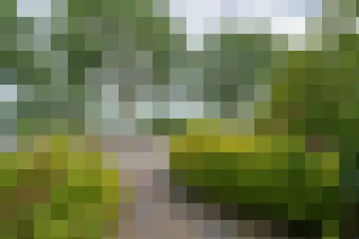 Standerdmolen 76 Edam thumbnail 10