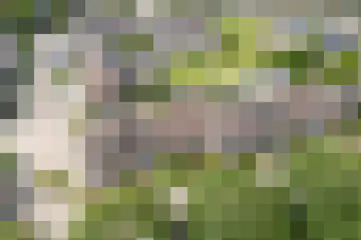 Standerdmolen 76 Edam thumbnail 7
