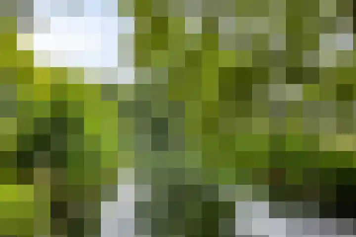 Staringstraat 302 Oss thumbnail 17