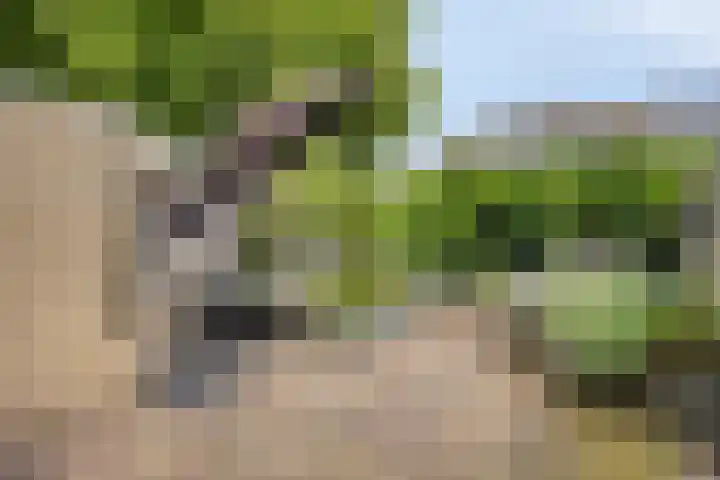 Staringstraat 302 Oss foto 2