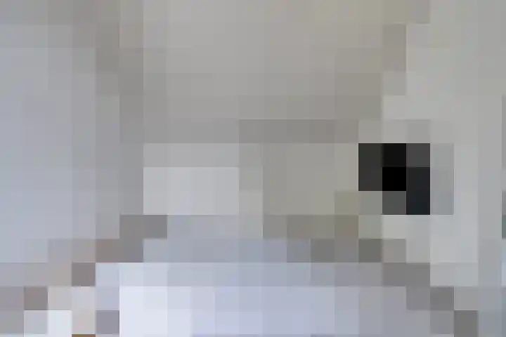 Statenhof 26 Goes thumbnail 34
