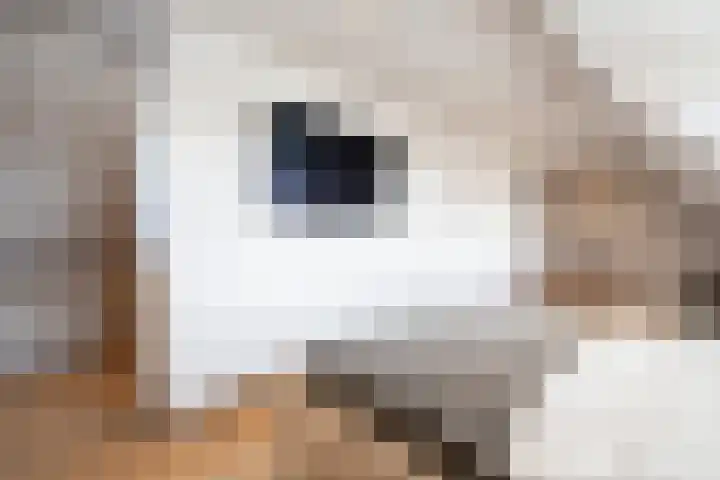 Steegakker 2 Rumpt thumbnail 25