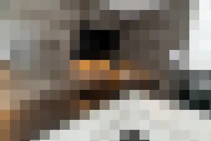 Steenanjer 11 Nijverdal thumbnail 15