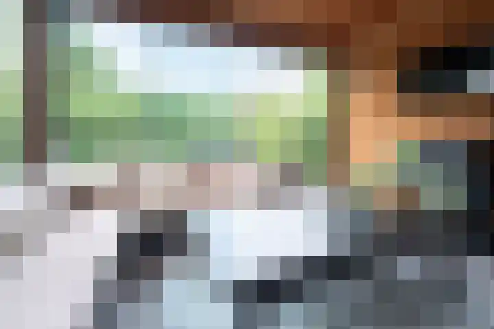 Steenarend 9 Bosschenhoofd thumbnail 25