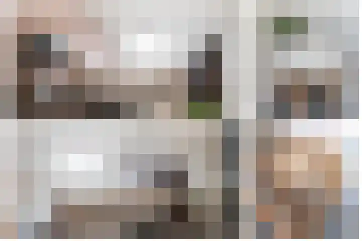 Steenarend 9 Bosschenhoofd thumbnail 47