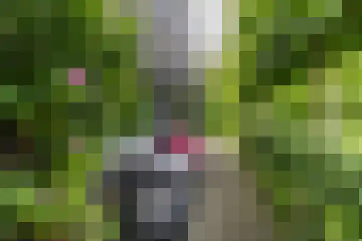 Steendobbe 1 Zuidlaren thumbnail 45