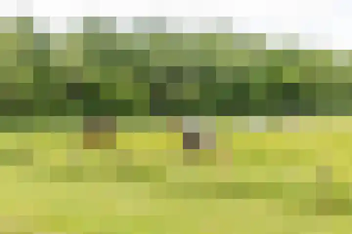 Steendobbe 1 Zuidlaren thumbnail 84