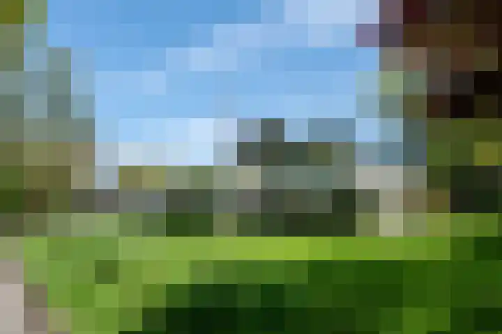 Steenkamp 5 Haren Gn thumbnail 11