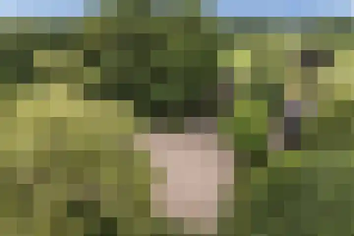 Steenmatenweg 2 Agelo thumbnail 44