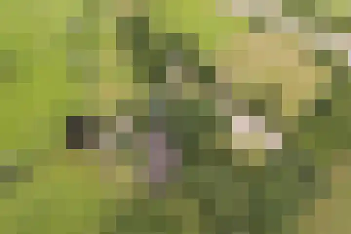 Steenmatenweg 2 Agelo thumbnail 46