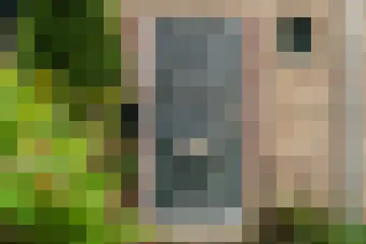 Steenstraat 4 Didam thumbnail 33