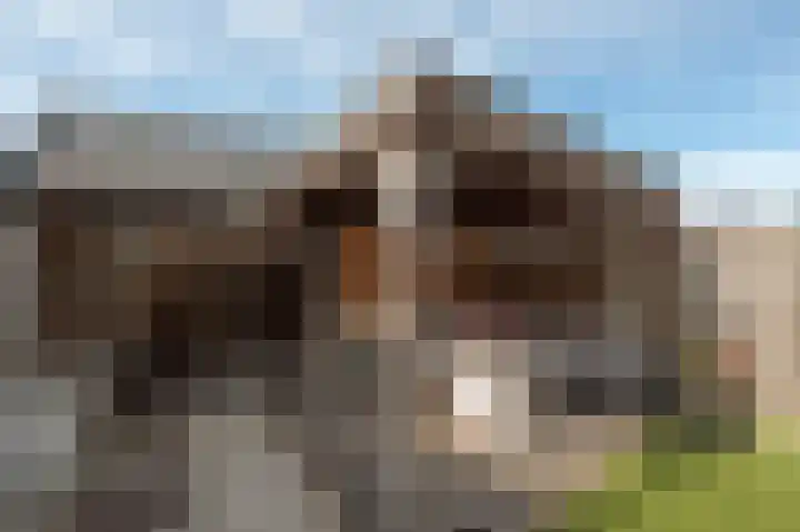 Steenuil 12 Bosschenhoofd thumbnail 20