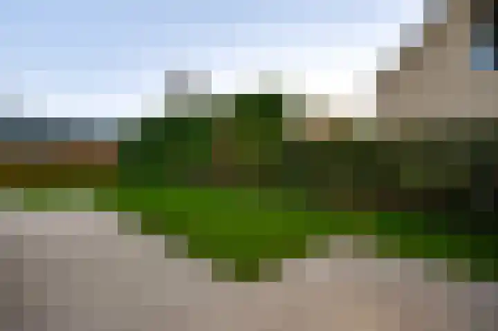 Steer 5 Nederweert thumbnail 29