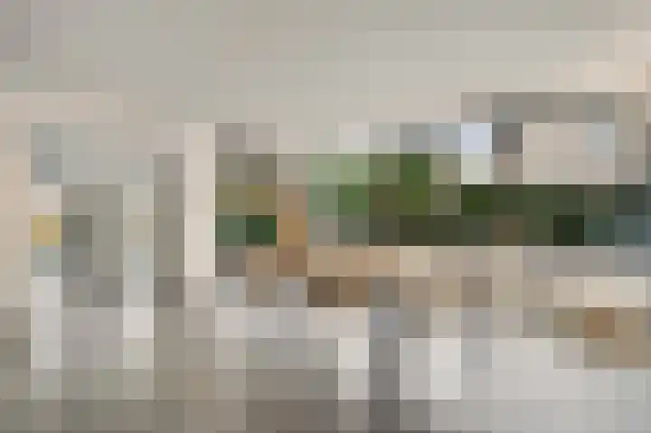 Steer 5 Nederweert thumbnail 4