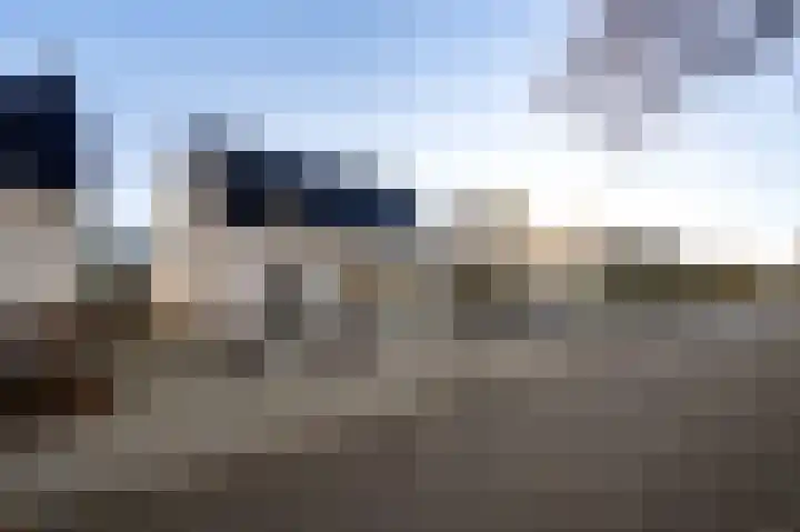 Steer 5 Nederweert thumbnail 6