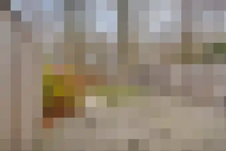 Stekelbrem 8 Rotterdam thumbnail 26