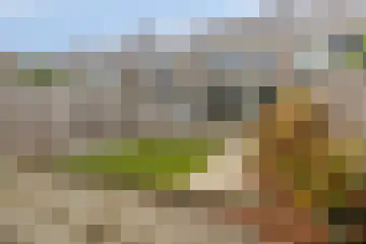 Stekelbrem 8 Rotterdam thumbnail 4