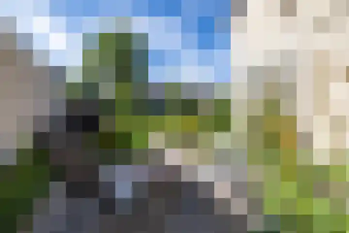 Stelmaker 16 Peize thumbnail 28