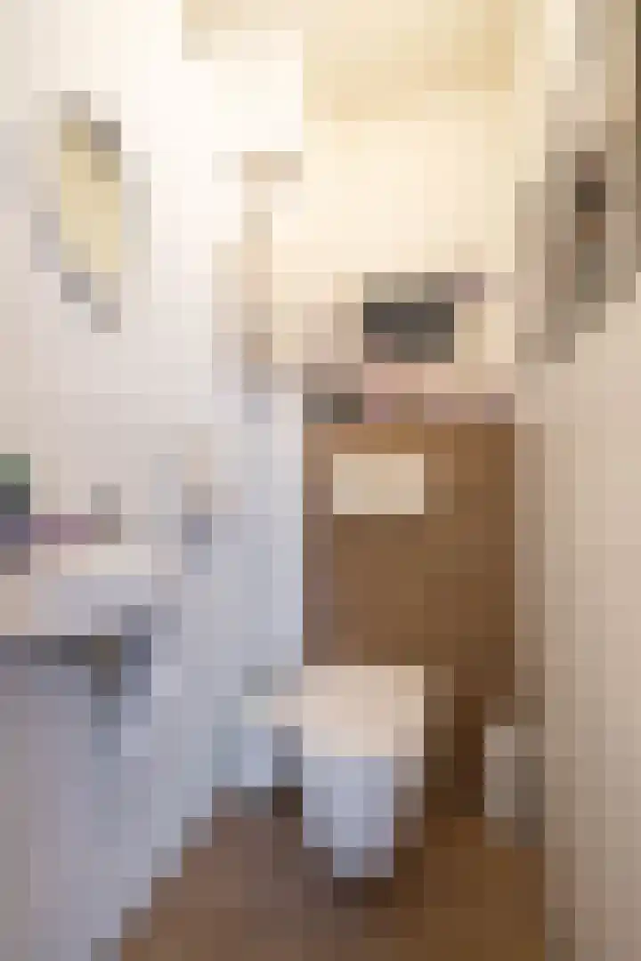 Stelmaker 21 Peize thumbnail 15