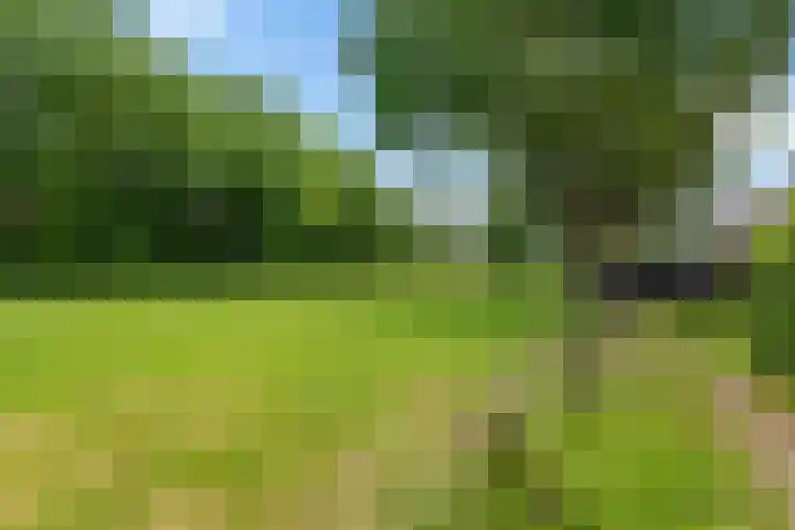Stelmaker 35 Peize thumbnail 39