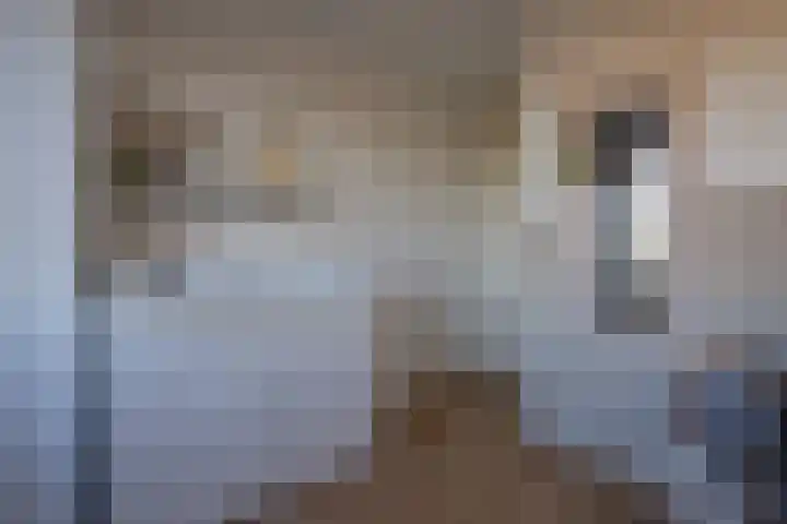 Steppemeer 5 Houten thumbnail 20