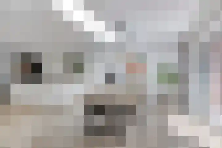 Sterappel 12 Asten thumbnail 17