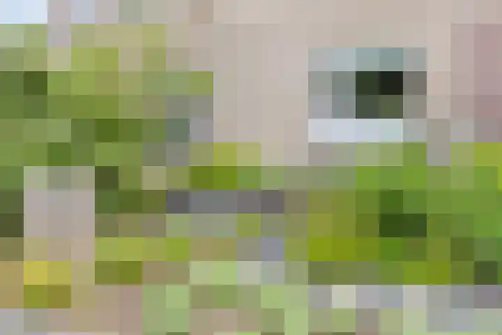 Sterappel 12 Asten thumbnail 7