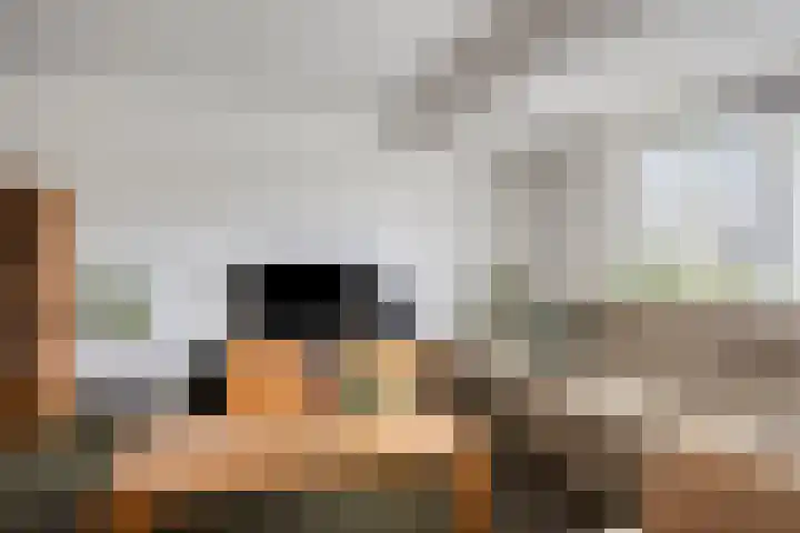 Sterappel 29 Heino thumbnail 8