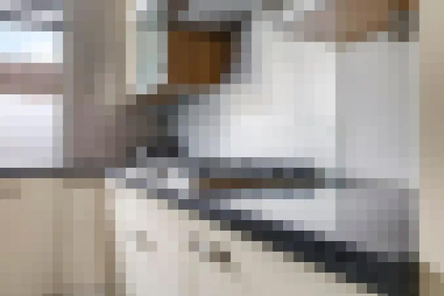 Sterappel 50 Zetten thumbnail 21