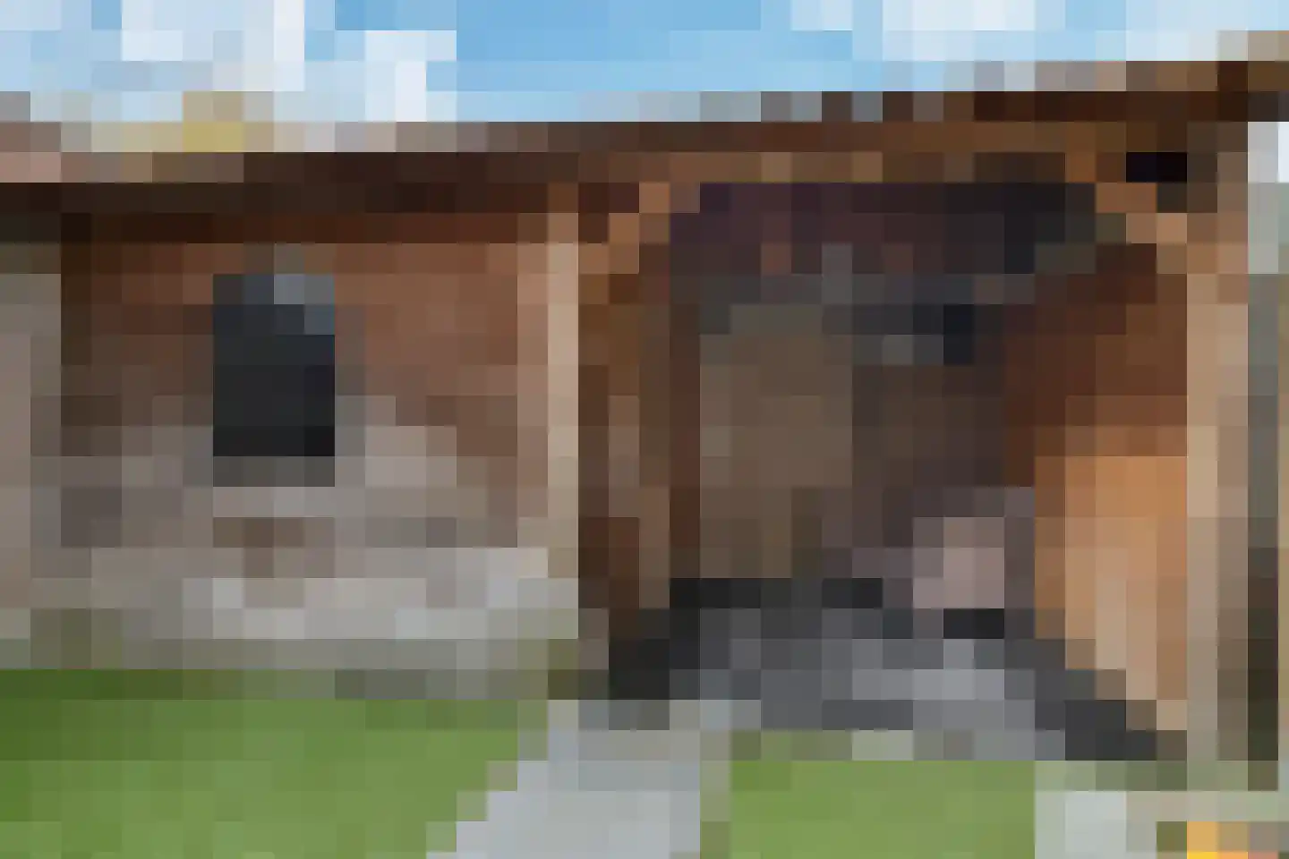 Sterappel 50 Zetten thumbnail 53