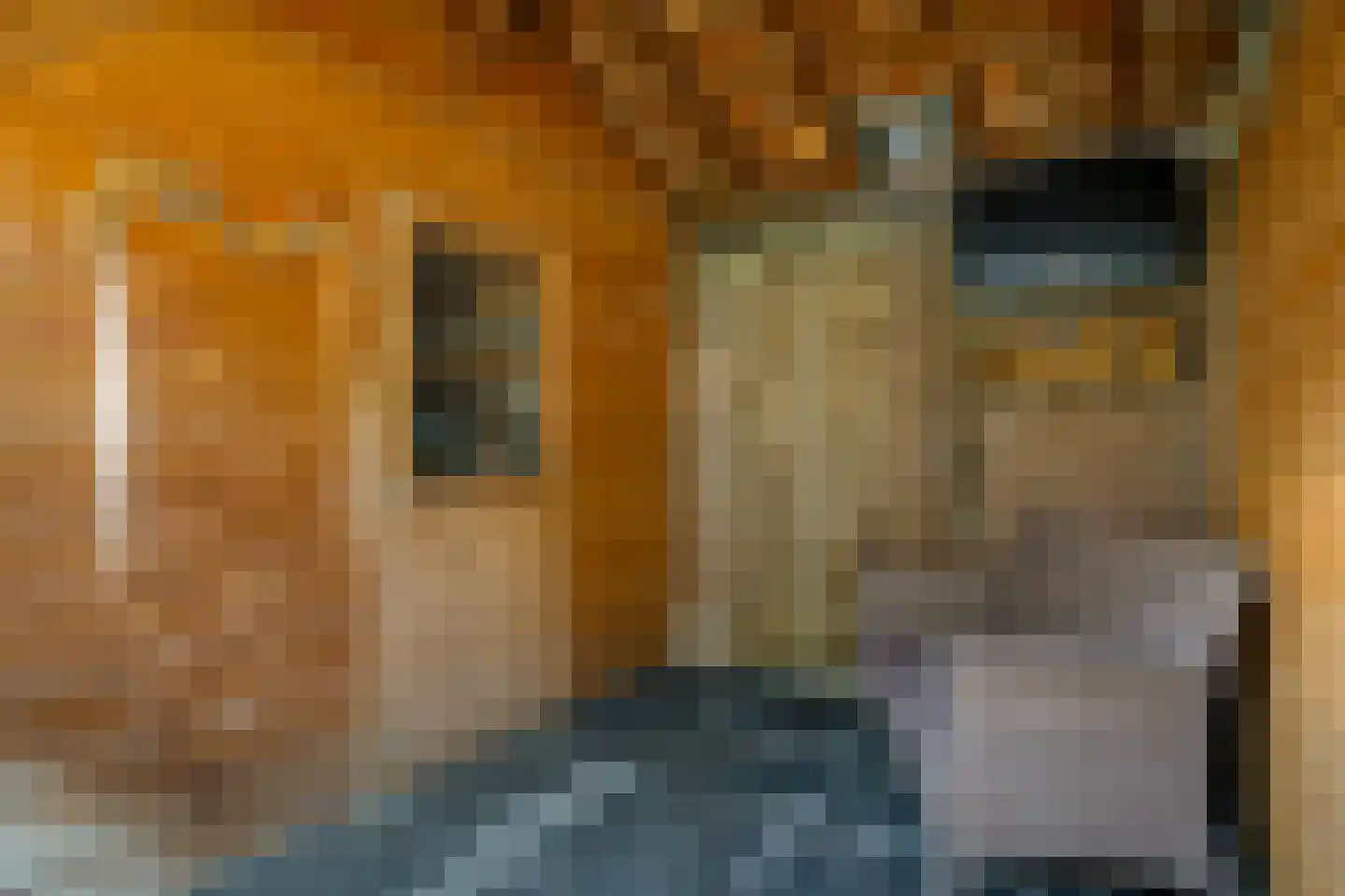 Sterappel 50 Zetten thumbnail 54