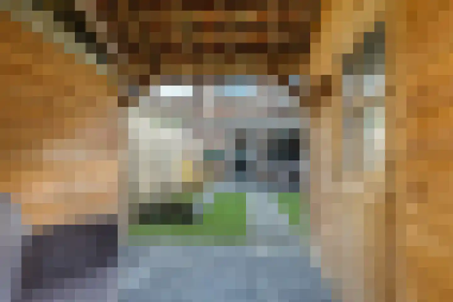 Sterappel 50 Zetten thumbnail 55