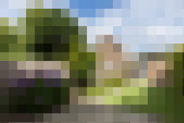 Sterappel 6 Uden thumbnail 8