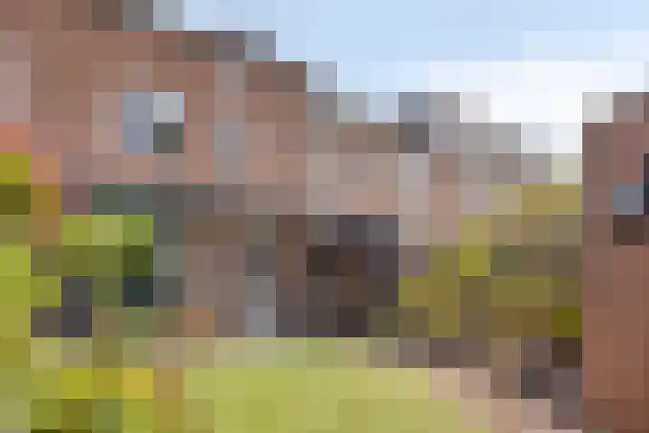 Sterndonk 44 Veghel thumbnail 31