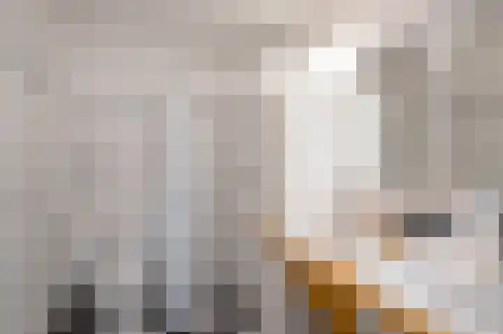 Sternmesschen 12 Assen thumbnail 28