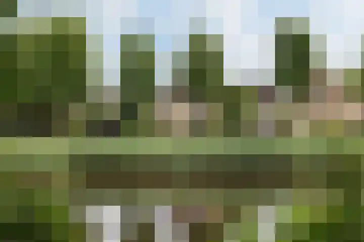 Sternmesschen 12 Assen foto 3