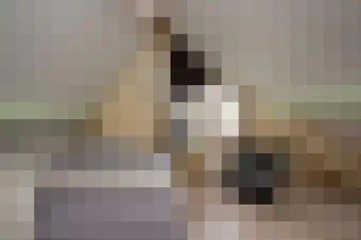 Sternmesschen 12 Assen thumbnail 37