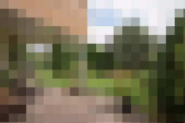 Sternmesschen 12 Assen thumbnail 46