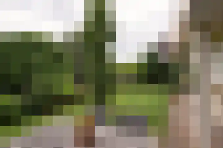 Sternmesschen 12 Assen thumbnail 47