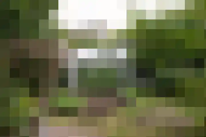 Sternmesschen 12 Assen thumbnail 50