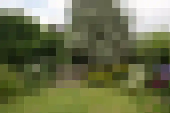 Sternmesschen 12 Assen thumbnail 51