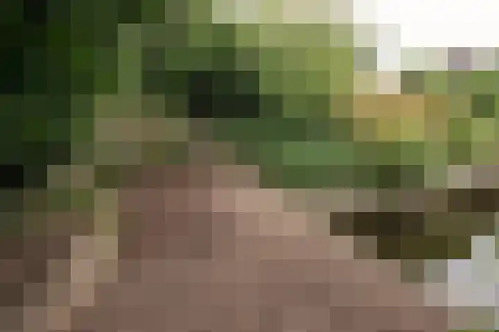 Sternmesschen 12 Assen thumbnail 52