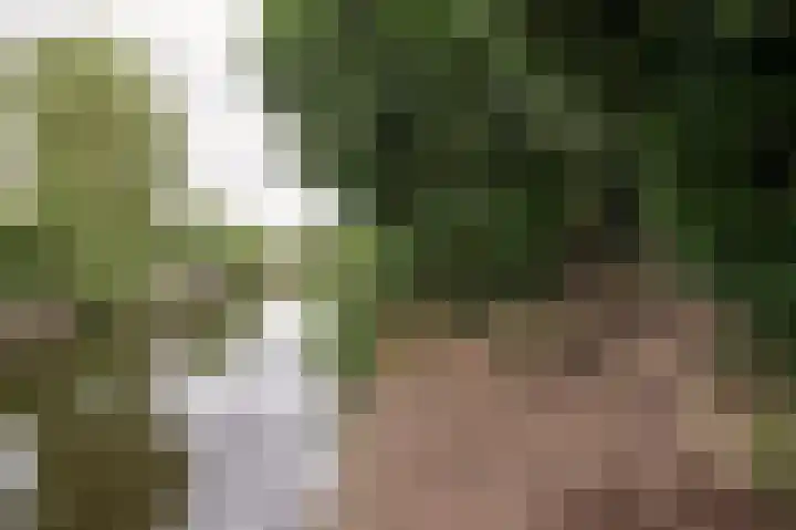 Sternmesschen 12 Assen thumbnail 53