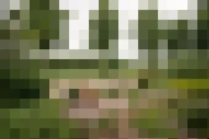 Sternmesschen 12 Assen thumbnail 54