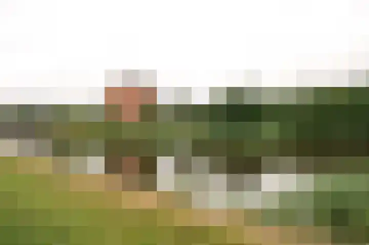 Sternmesschen 12 Assen thumbnail 6