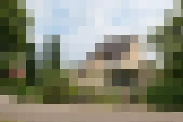 Sternmesschen 12 Assen thumbnail 7