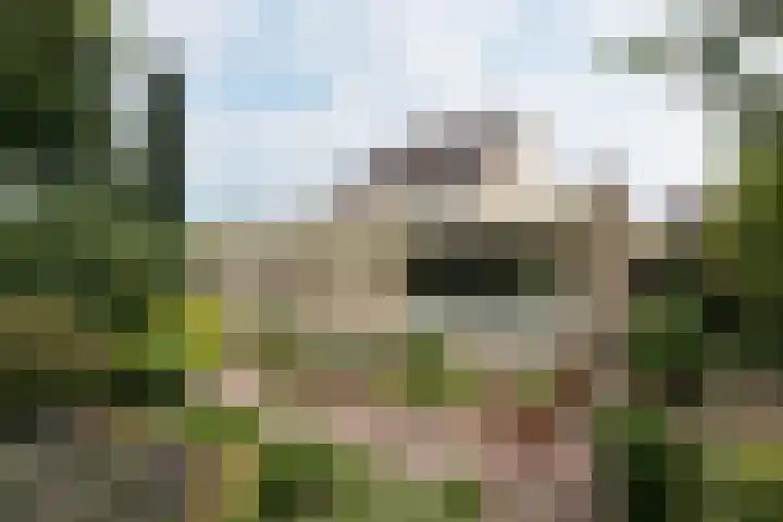 Sternmesschen 12 Assen thumbnail 8