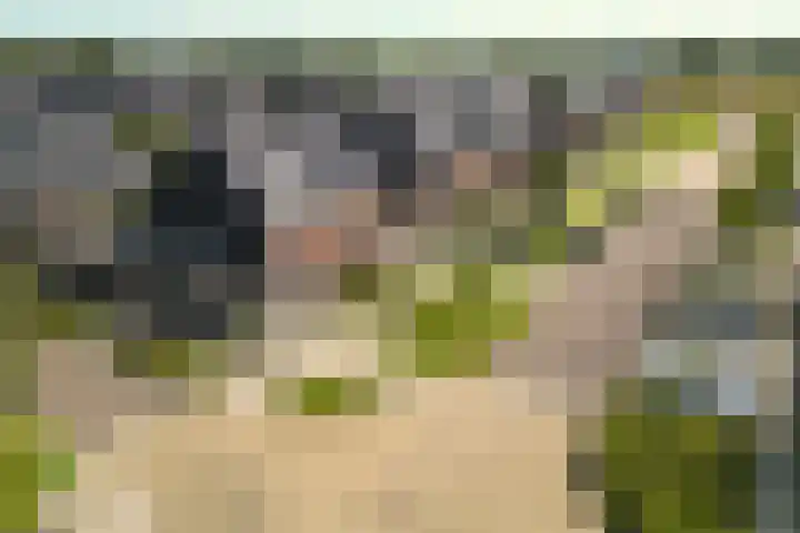 Stier 1 Elst thumbnail 37