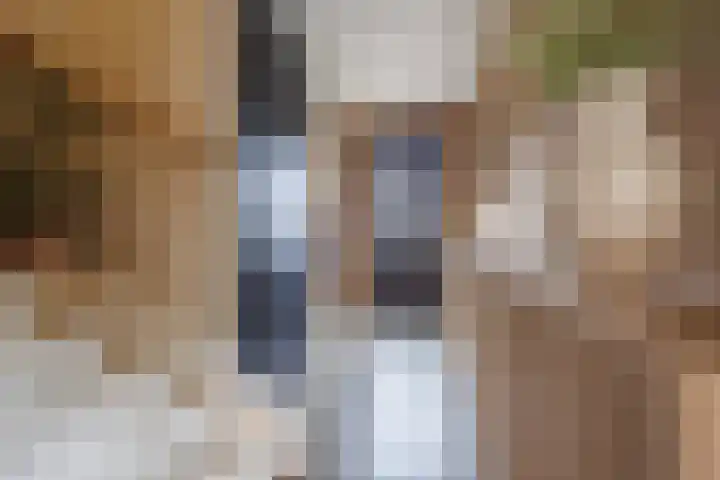 Stier 12 Elst thumbnail 4